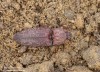 kovařík šedý (Brouci), Agrypnus murinus (Coleoptera)